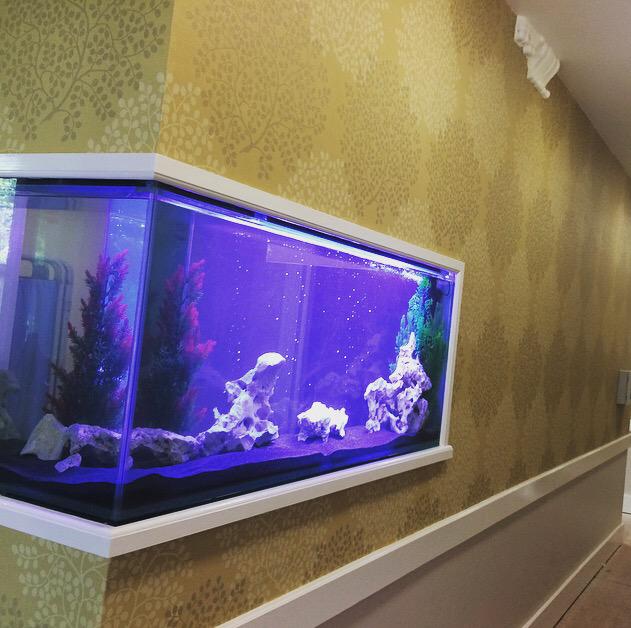 The_Fish_Doctor's tweet image. To this....