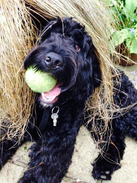 HearingDogs's tweet image. Here's hearing dog puppy Chutney, enjoying his afternoon chewing on a tennis ball and hiding in some plants!