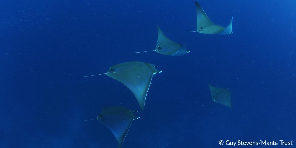 BonnConvention's tweet photo. #AC28 of @CITES recognizes high level protection of manta and mobula #rays through @BonnConvention #cmscop11 http://t.co/kWnRboL1jc