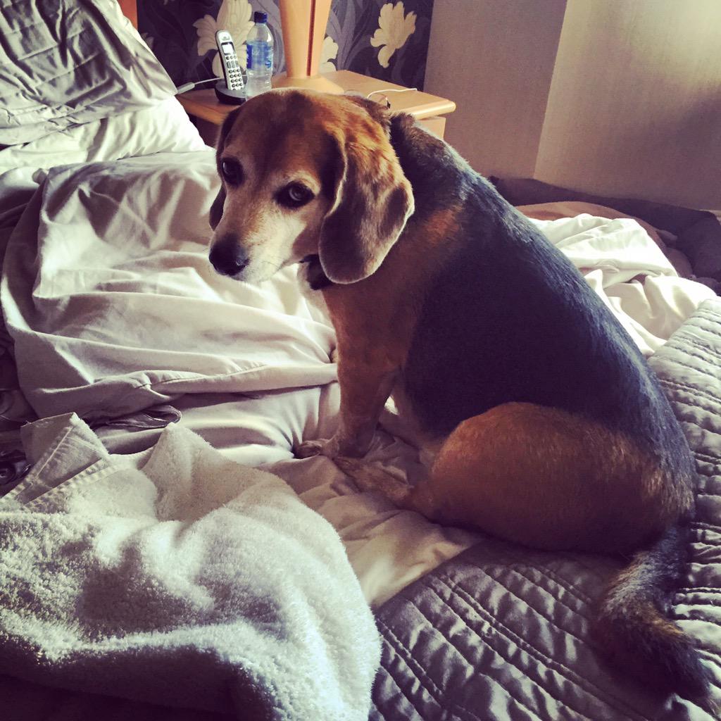 DavidJ_Farrell's tweet photo. Butter wouldn't melt! Love this pooch 🐶🐶😊 #beagle #dugslife http://t.co/EzZFXHfOii