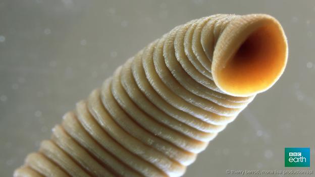 BBCEarth's tweet image. Isolated for 5.5 million years, the beasts that live in Romania's poison cave bbc.in/1iliV5P