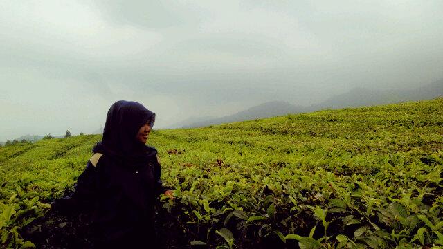 Yg doyan selfie, yg mw background'a kebun teh. Nih d Ciater Tea Montain kbun teh'a bagus :D <a href="/kotaSUBANG/">IG kotasubang</a> <a href="/zonasubang/">SUBANG KIWARI</a>
