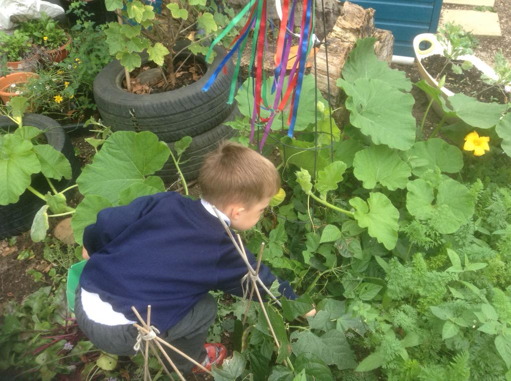 “<a href="/wash_fs2/">Washingborough FS2</a>: Picking our bortolli beans! <a href="/JamiesKGP/">Jamie'sKitchenGarden</a> <a href="/SAfoodforlife/">Food for Life</a> <a href="/SchFoodPlan/">School Food Plan</a> ” proud mummy moment😍