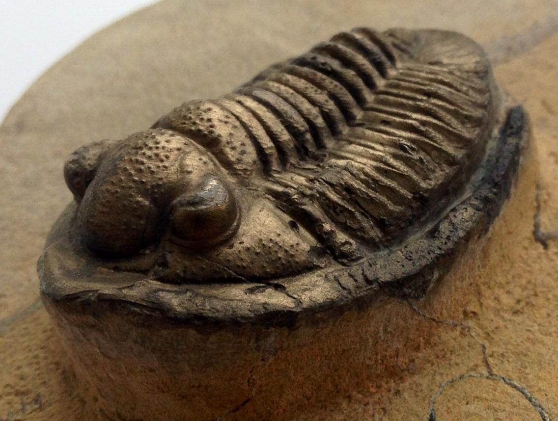 UK Fossils tweet media