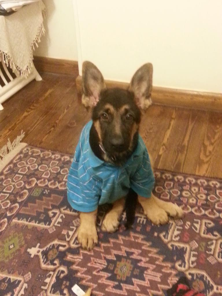 Tarek_Khalaf's tweet photo. http://t.co/jYLlMmYuYM