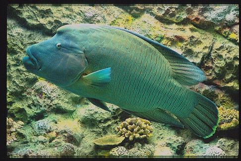 水族館魚図鑑 ナポレオンフィッシュ Cheilinus Undulatus 正式和名はメガネモチノウオ 動物園 水族館に行こう