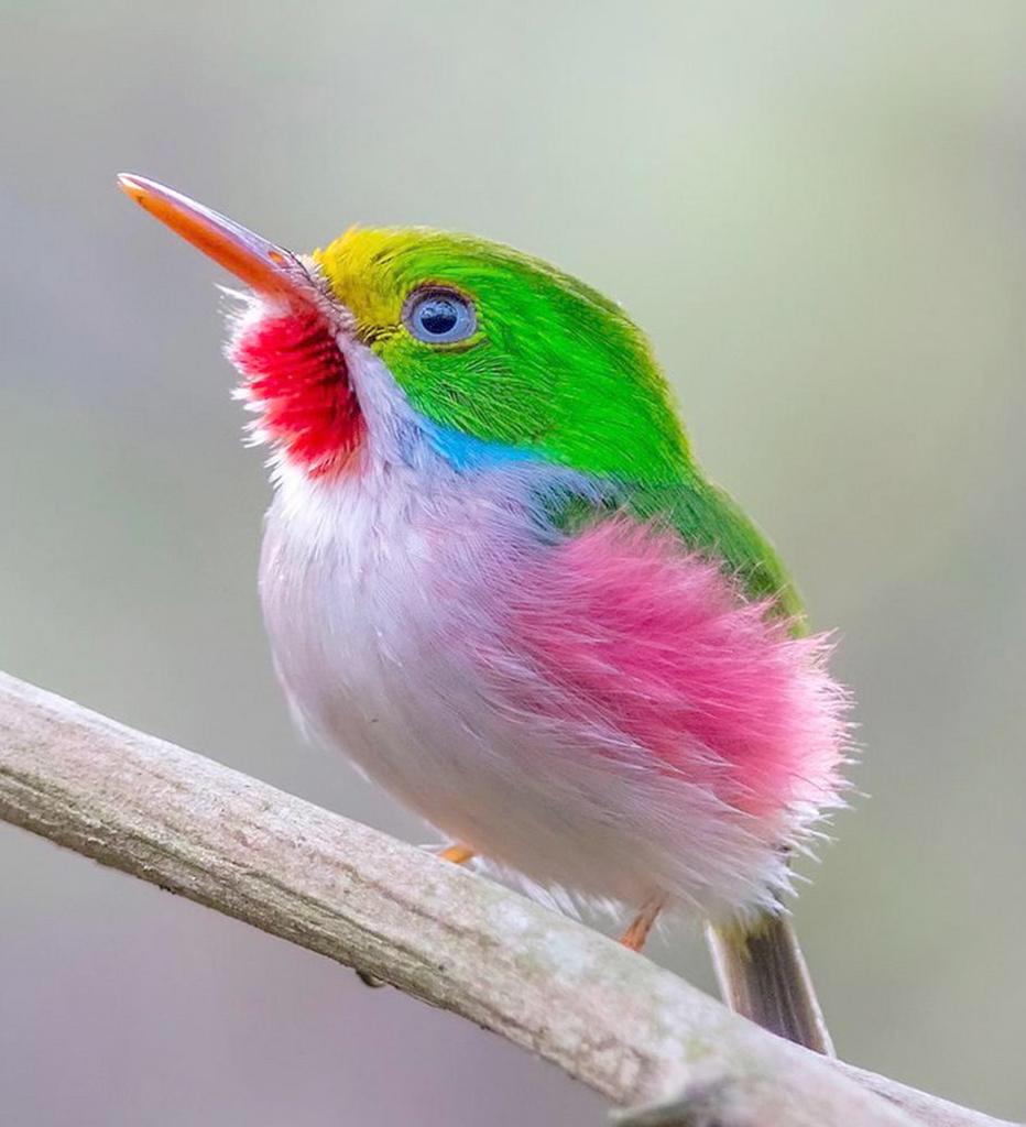 Mariele On Twitter Lespérance Est Un Petit Oiseau Qui Se