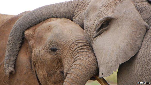 EsteSmith1's tweet photo. They need our help #sconnect15 #ERP Retweet &amp; #SAP donates $1 @elephantsrhinos to enable professional human help http://t.co/UrTSGcozyO