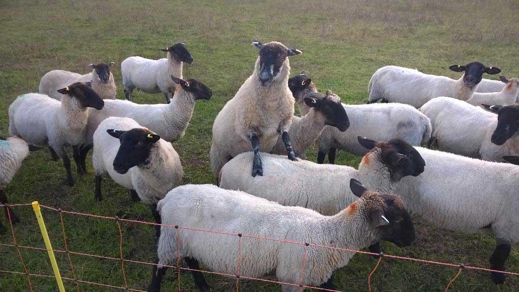 BritishWoolFarm's tweet photo. This weeks #sheepoftheweek winner is @adrianjcl123 with this cheeky Chappie. #wool #photography #sheep http://t.co/JNxiEIE7fl