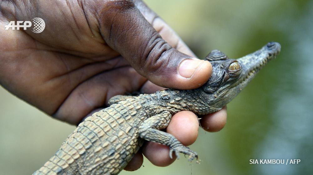 afpfr's tweet photo. Au zoo d'Abidjan, une pouponnière pour des bébés crocodiles en danger par @JoeAFP http://t.co/Nn8goLxtwy #AFP http://t.co/yIfDzWbeIS