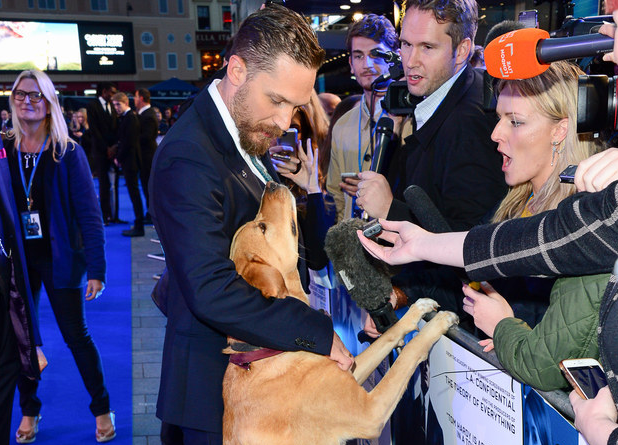 BuzzFeedUK's tweet photo. Tom Hardy took his dog to a movie premiere and it’s pretty hard to deal with http://t.co/Vd04GM49gl http://t.co/a2XOzgArNj
