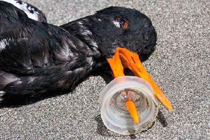 "Çöpleri denize değil geri dönüşüme gönderin" temalı bir fotoğraf.📸

 Plastik sebebiyle ölen bir kuş.