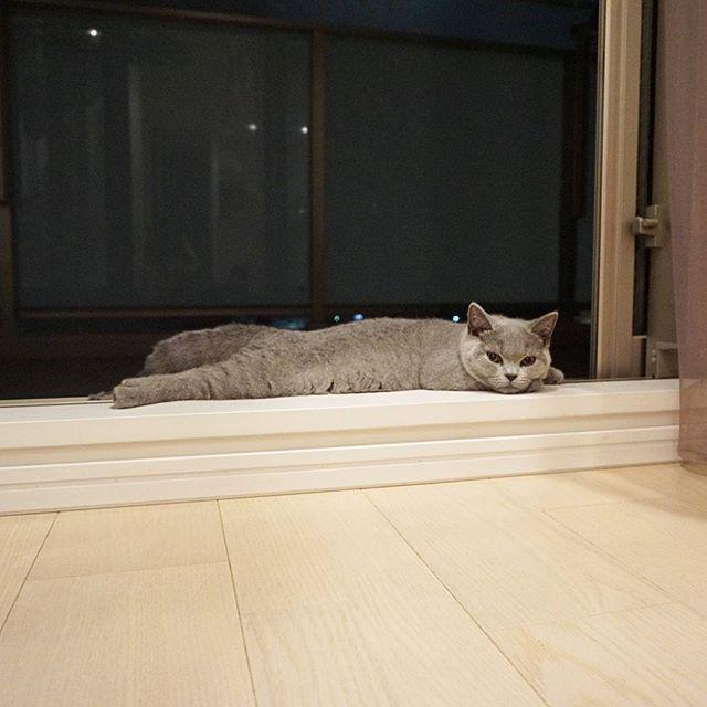 ふてぶてしい顔