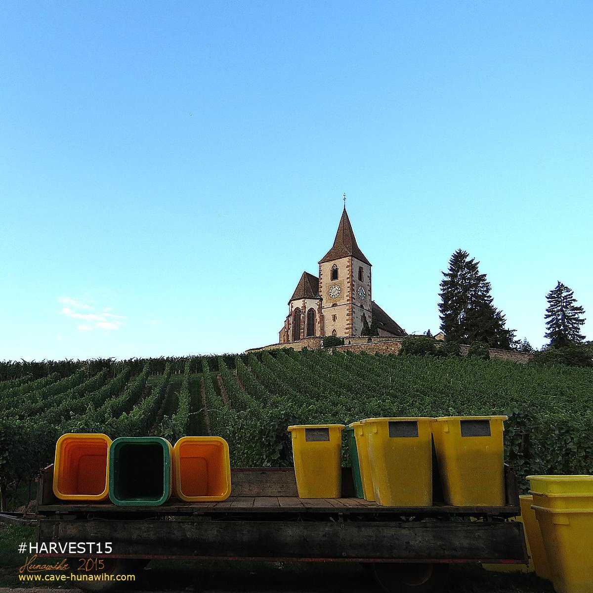 CoopHunawihr's tweet photo. Déjà le 3ème jour des vendanges, c’était aujourd’hui la récolte du chardonnay et du pinot gris. 
#DrinkAlsace http://t.co/idtwSCEiPc