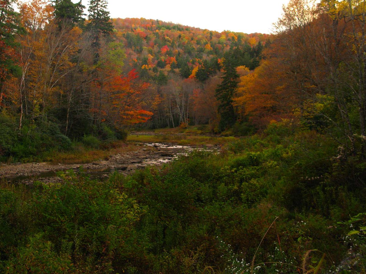 huntinglandwi1's tweet image. Updated video on Wisconsin Hunting Land For Sale: youtube.com/watch?v=9BNWJr…