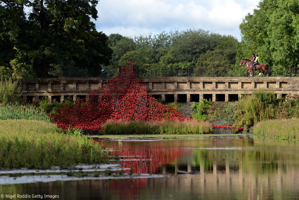 Welcome2Yorks's tweet image. If you do one thing this weekend, then make it a trip to @YSPsculpture to see the @1418NOW Poppies display. Stunning