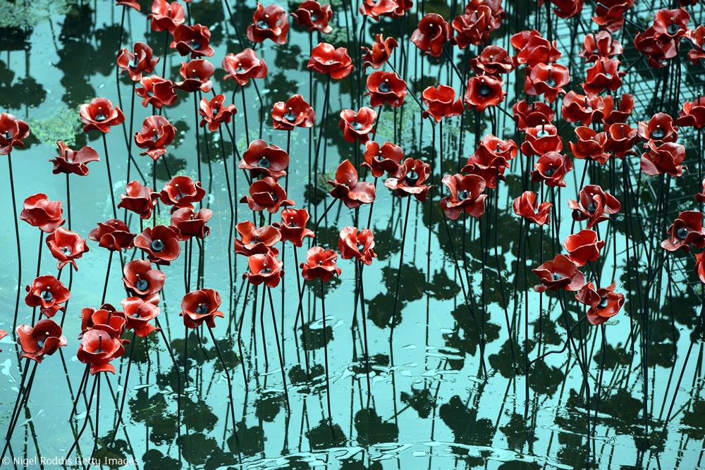 Welcome2Yorks's tweet image. If you do one thing this weekend, then make it a trip to @YSPsculpture to see the @1418NOW Poppies display. Stunning