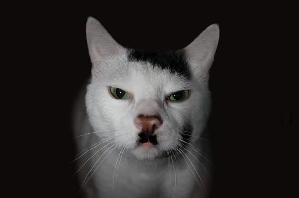 Panou's tweet photo. Bien obligé de croire en la réincarnation après ça...
#AdolfKitler http://t.co/Mv2mEhynBm