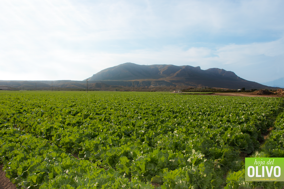 HojadelOlivo's tweet photo. ¡Desde nuestro entorno, en las faldas de #ElCerroJabalcón, feliz fin de semana! #AceiteDeOlivaVirgenExtra #AOVE http://t.co/mSIiFaHszM