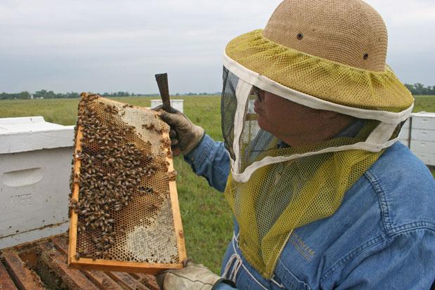 TriStateNeighbr's tweet image. For #crops, it’s ‘win, win, win’ with #bees: bit.ly/1PQ1ZPi via @tristateneighbr #pollinatorhealth #SDag