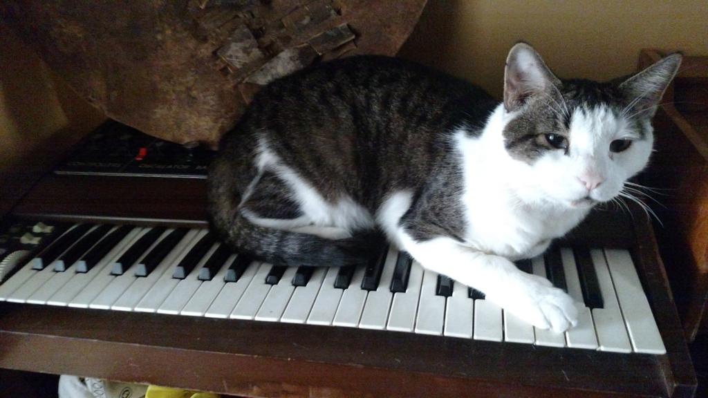 Earthdriver's tweet image. Kafka on Moog!  #Moog #Earthdriver