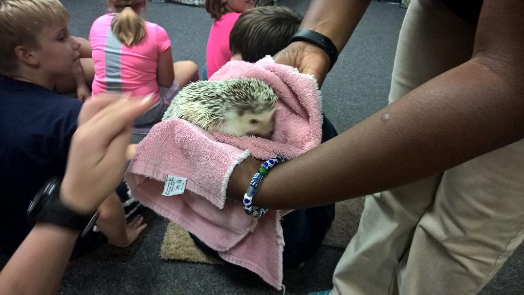 MsMayersClass's tweet photo. Meet Delilah! An African Pygmy Hedgehog from a Desert/Grassland Ecosystem! @RiverbanksZoo #BookmanRoad #MsMayersClass http://t.co/YxQnJvPqKW