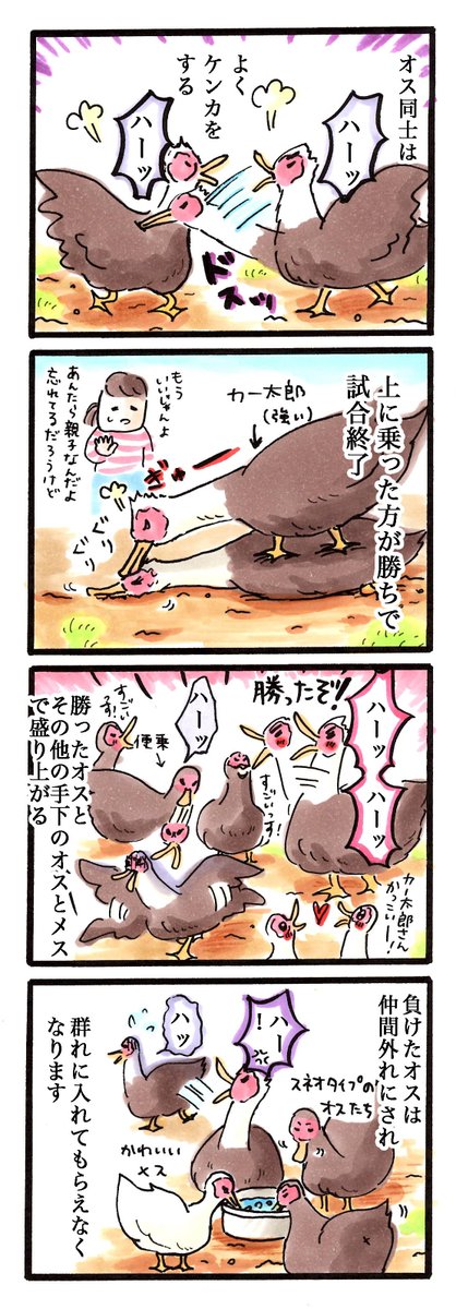 動物4コマ日記#16「弱いオス」#鳥 #4コマ 