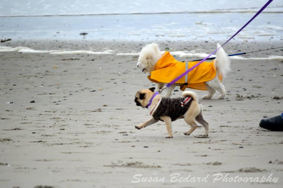 animalrescueri's tweet photo. Our 5th annual Bark on the Beach charity walk. Oct 3 on #Narragansett Town Beach. Register at http://t.co/dpZZ8RBViG http://t.co/C15ON0Tixi