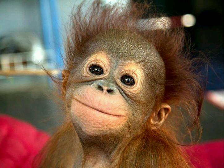 mntucker81's tweet photo. #StopExperimenting on defenseless ANIMALS! LEAVE THEM ALONE! YOU PPL THT DO THIS TO ANIMALS ARE EVIL! DO U HAVE A ❤?? http://t.co/fzFJvNZqyn