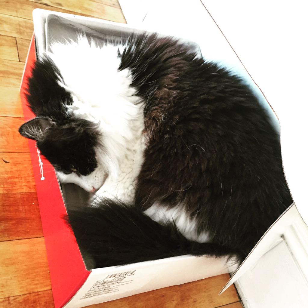 jermlikespie's tweet photo. If there's a box in this house, this #furball will find and claim it.
#treylife http://t.co/GT9TR8gPY7