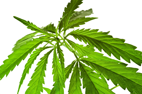 safeaccess420 tweet picture