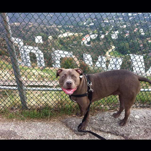 ApolloThePit's tweet image. Living da life in #Hollywood #hollywoodsign #pitbulls #dogs #doglife #cutepets #bluenose #doglover #ruffpost #woof