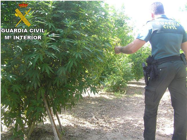 JOVES EMPRENEDORS ES MONTEN UNA STARTUP A CARCAIXENT, I VE LA GUÀRDIA CIVIL A DESMUNTAR-LA europapress.es/comunitat-vale…