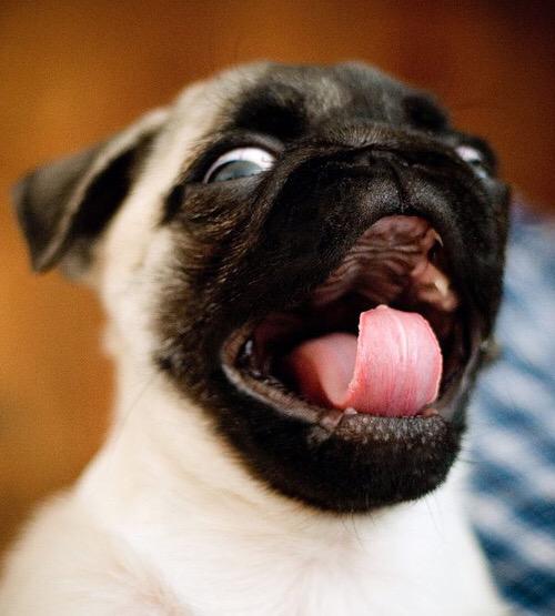 CutestPug's tweet photo. THREE DAY WEEKEND http://t.co/eECjdoFHTd