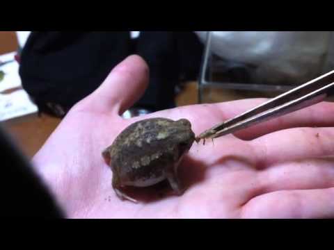 FunnelVisionDad's tweet image. Hey Guys Sky Dad here Found a Cute froggie😻