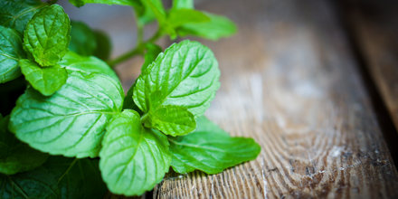 NewBeauty's tweet image. Why peppermint is a rosacea trigger: bit.ly/18tufSH