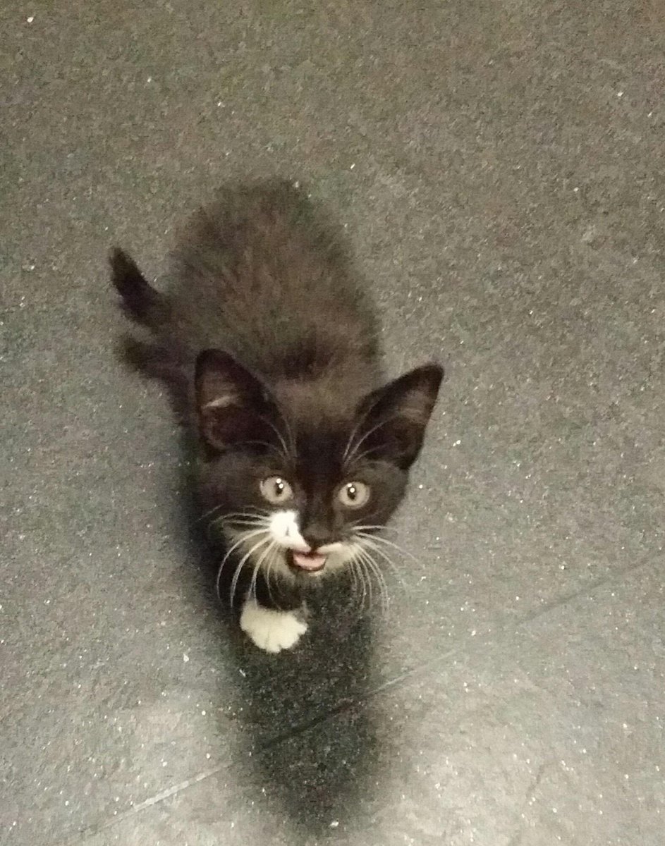 GardaTraffic's tweet photo. Cat handed in to Pearse St Garda Station at 7pm approx. Found under a bus Dublin 2. Looking for an owner if possible http://t.co/EbETTccVZ1