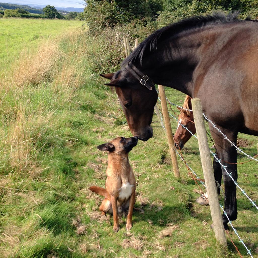KnotweedDogs's tweet photo. Not sure Kai was 100% convinced this was a good idea!! :) #HelloHorse #DogsOfTwitter #Malinois #Horse http://t.co/9vjQVAs8M6