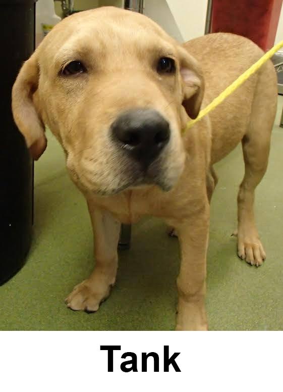 sahumane's tweet photo. We need ur help? Can u foster Tank? If u can help &amp; for more info about his condition contact clinic@sahumane.org http://t.co/4Y5R3NgQ2w