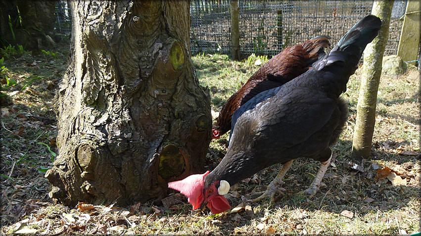 ChickenHour's tweet image. ♥ #chickenhour