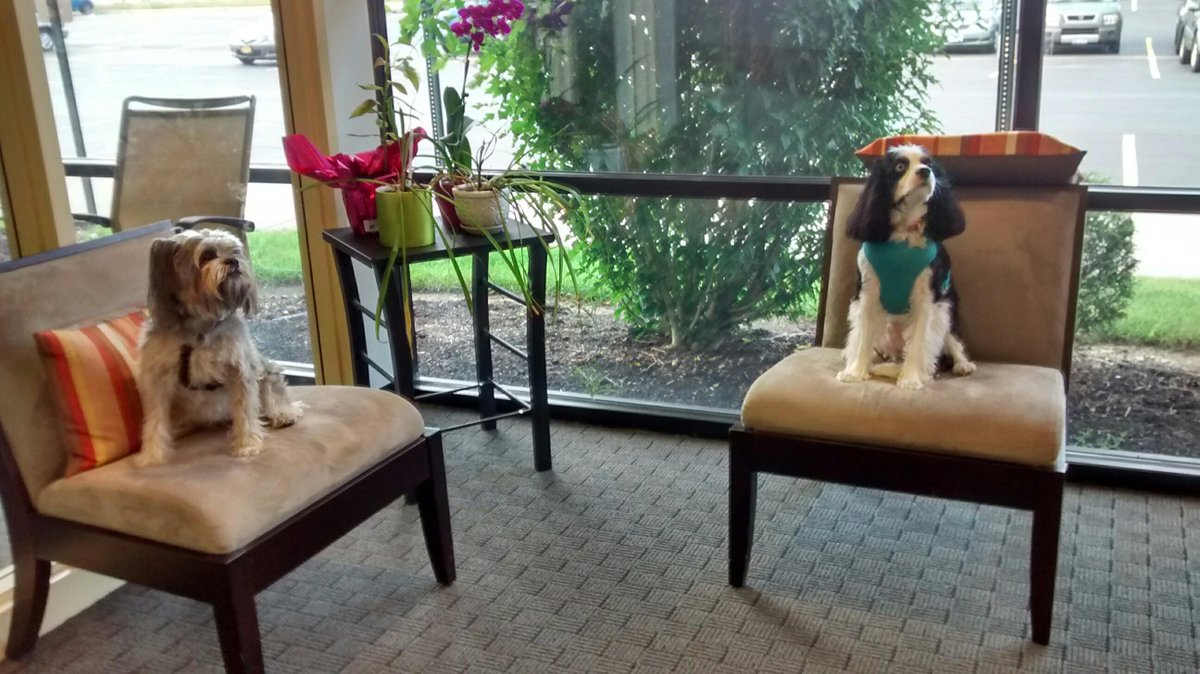 ButlerTill's tweet photo. Two B/T team members, Tilly & Spencer are waiting for their next meeting to start. They are #NeverLate! #DogsOfBT http://t.co/TIYiyEuWgH