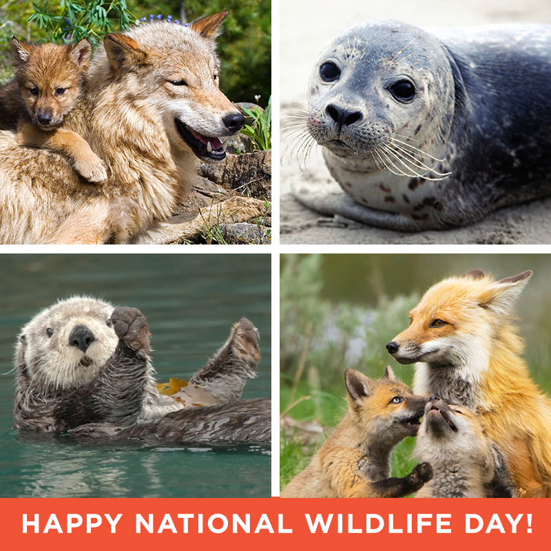 SierraClub's tweet photo. Happy #NationalWildlifeDay! http://t.co/BHveoYqcVK