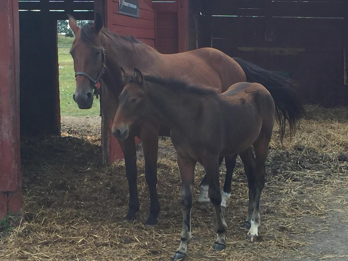 Vackra Sophias Blush med sonen Son of Sophiaslove efter Love You. Kommer bli en stjärna. 😎👌👍😁💰💰💰💰