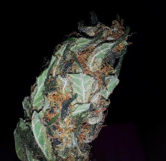 BudAnBongs's tweet photo. Dat Purp. #sub http://t.co/fSudIq5PHg