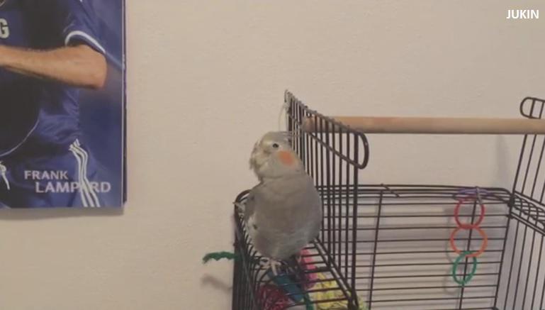 GMA's tweet photo. This cockatiel lip syncing to a Nelly song is all you need to see today: http://t.co/RmgKPMNnt9 http://t.co/eGrYdbEN5A