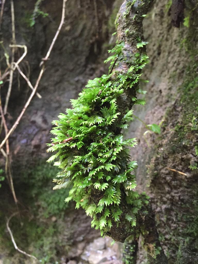 Feldbotanik's tweet photo. Stunning beauty of #bryophytes: #Fissidens sp.,#Hedwigia ciliata #Pellia endiviifolia http://t.co/HmCa5YRlpY