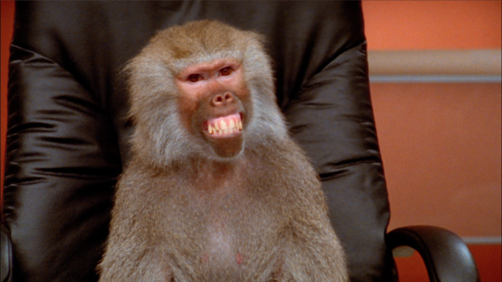 Funny Monkey GIFs