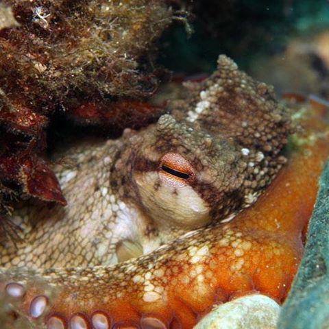 I see You #marinebiologyshots #scuba #seacsub #scuba_labs #macro #diving  #scubadiving #un… ift.tt/1SDM8Ec