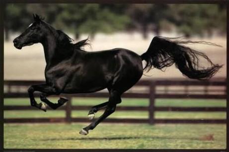 CambiosPipe's tweet photo. BLACK BEAUTY! Si no es la mejor esta entre las 3 mejores peliculas de caballos en mi opinion... http://t.co/7gSQyQ3VLj