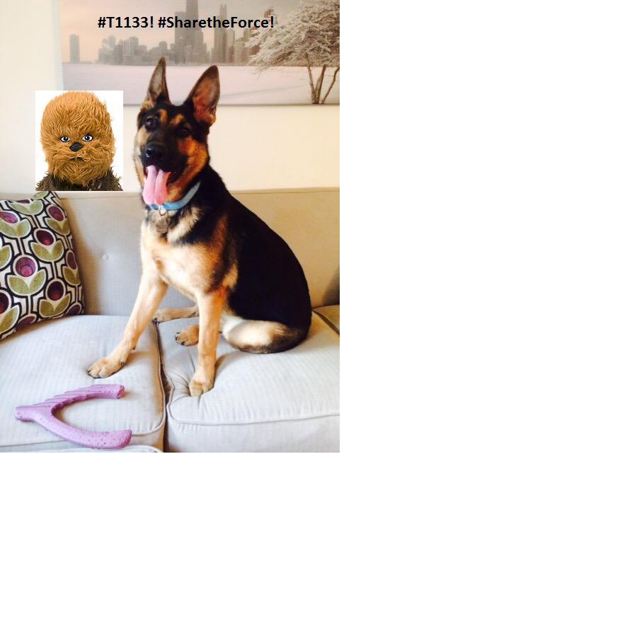 ShareTheForce #t1133 #ShareTheForce Pup loves Chewy! C_Maryasz <a href="/sbbstarget/">Steve B</a> <a href="/samantha7331/">Samantha Johnson</a> @lesliec47711522 <a href="/adora337/">Amanda Plant</a>